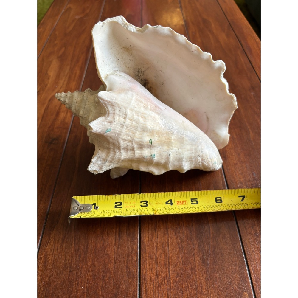 Large Natural Queen Conch Shell 7.5 Inch Pink Vintage 1860's Philippine Islands